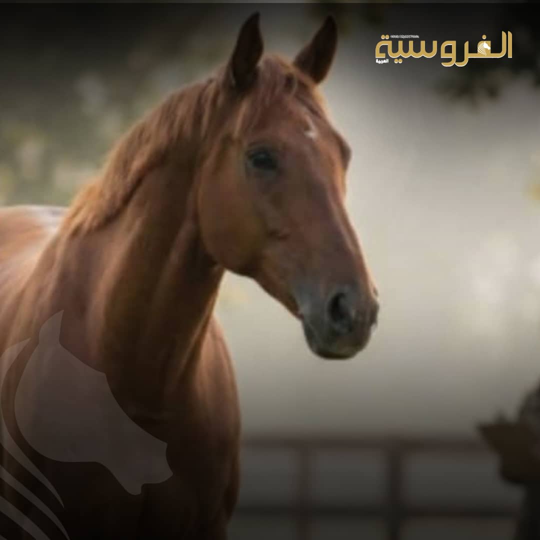 ختام مسيرة بطلين.. "غراندور وتوبسبين "يودعان ميادين الفئة الأعلى