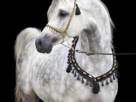 كيف يمكن بدء تجارة الخيل بطريقة احترافية ومستدامة؟