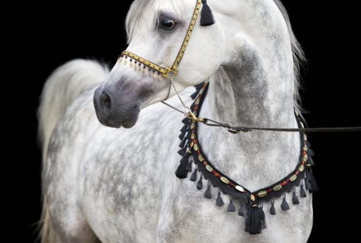 كيف يمكن بدء تجارة الخيل بطريقة احترافية ومستدامة؟