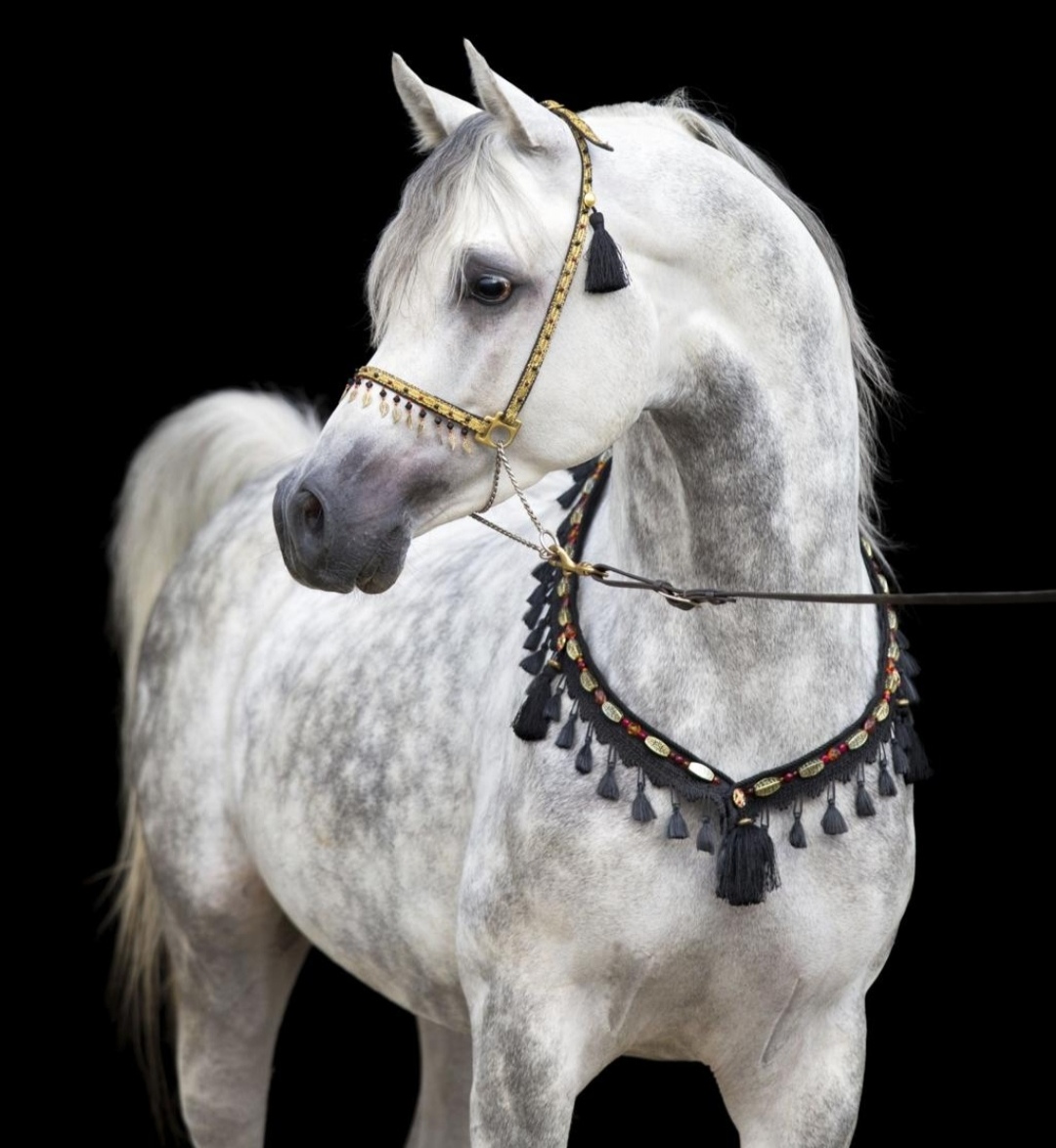 كيف يمكن بدء تجارة الخيل بطريقة احترافية ومستدامة؟