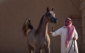 الجودة تبدأ من توفير البيئة المناسبة للخيل