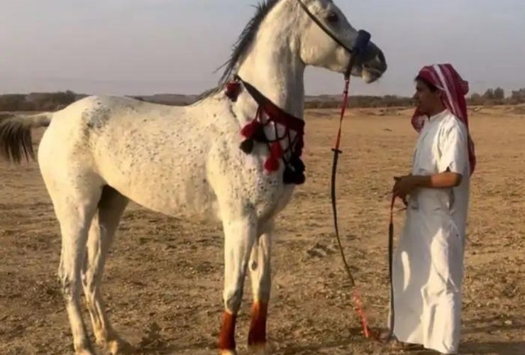 المربي الحقيقي لا يقيس نجاحه بعدد الخيل… بل بجودة إنتاجه