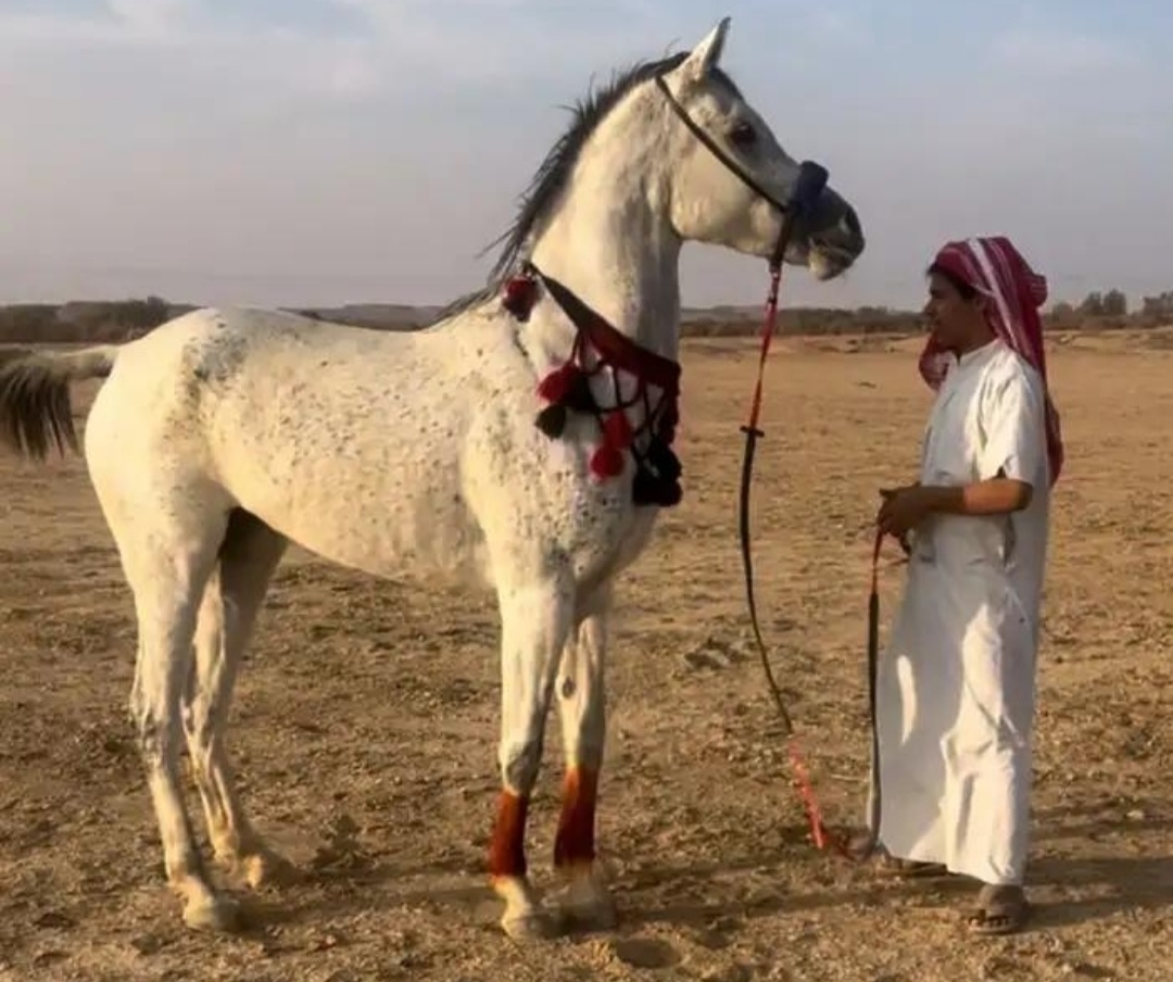 المربي الحقيقي لا يقيس نجاحه بعدد الخيل… بل بجودة إنتاجه