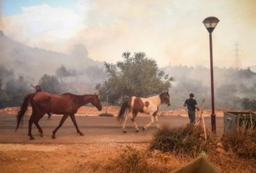 خيول تنجو من النيران في اليونان