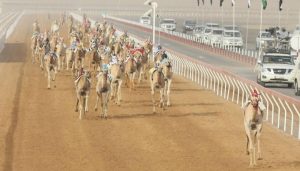 تمثل هذه الفعاليات فرصة لتبادل الخبرات بين المضمرين والمربين