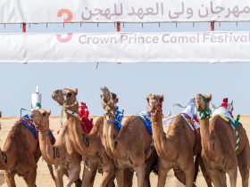 مهرجان ولي العهد للهجن يعود إلى الطائف بـ248 شوطاً