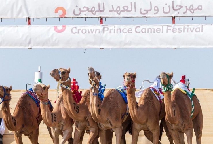 مهرجان ولي العهد للهجن يعود إلى الطائف بـ248 شوطاً