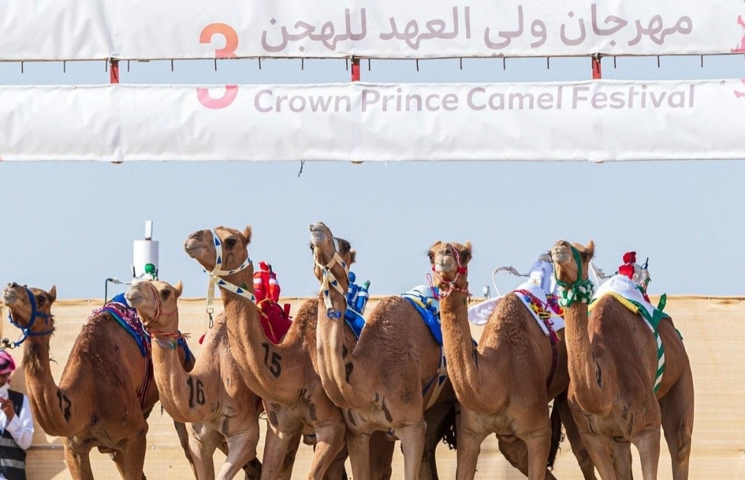 مهرجان ولي العهد للهجن يعود إلى الطائف بـ248 شوطاً