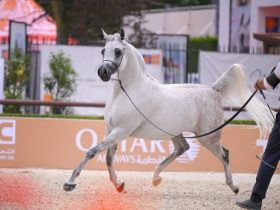 لندن تستقبل نخبة الخيل العربية