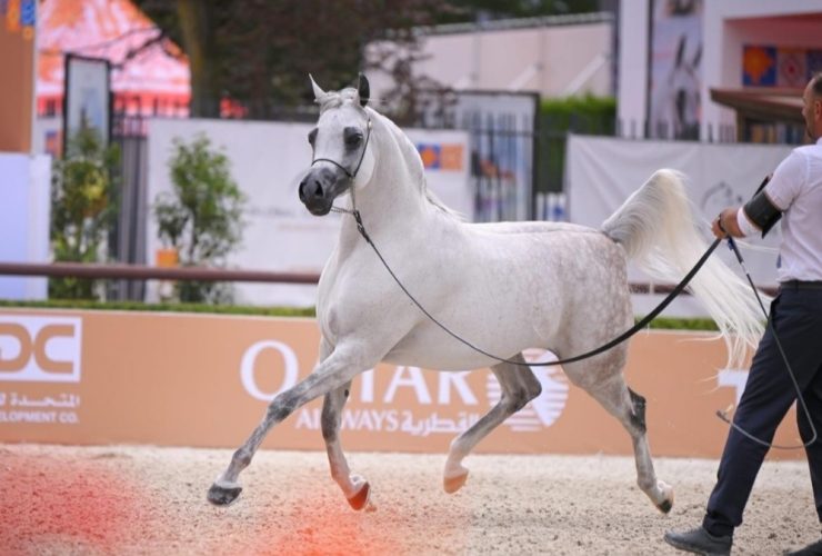 لندن تستقبل نخبة الخيل العربية