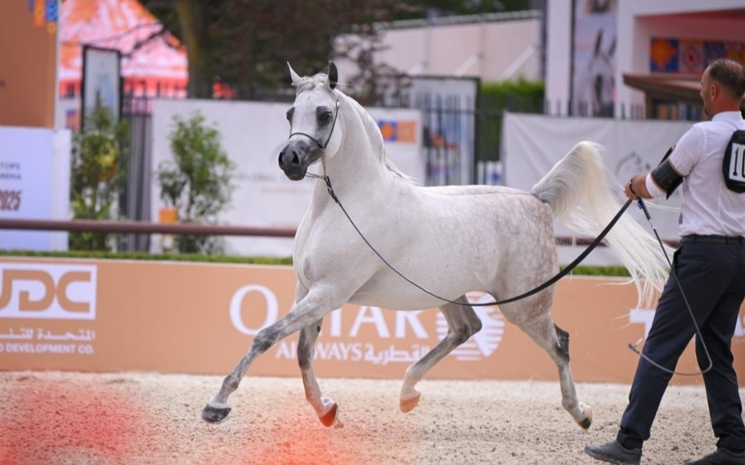 لندن تستقبل نخبة الخيل العربية