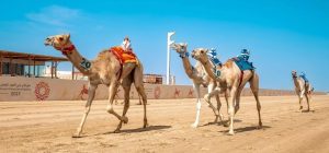 يحتل ميدان الطائف مكانة خاصة في تاريخ رياضة الهجن السعودية والعربية.
