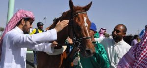 الخيل العربية ارتبطت تاريخيًا بمجالات متعددة في حياة المجتمع