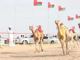 منافسات مهرجان سيح الرمث للهجن في عُمان