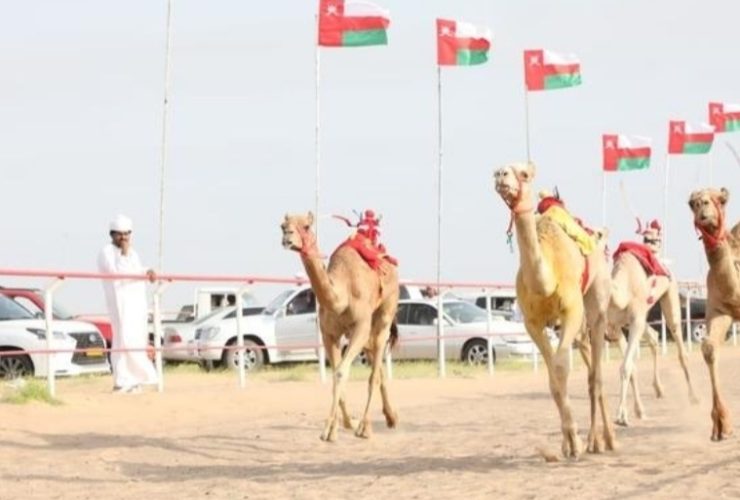 منافسات مهرجان سيح الرمث للهجن في عُمان
