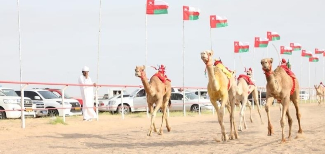 منافسات مهرجان سيح الرمث للهجن في عُمان