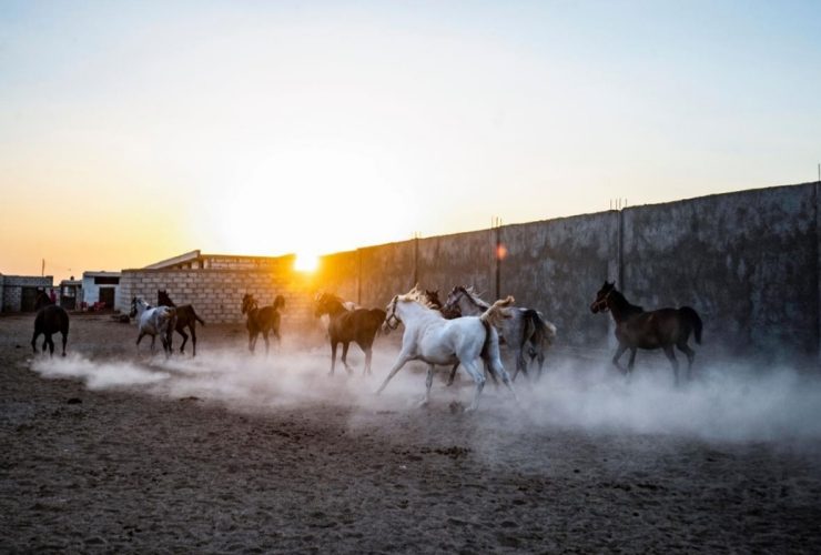 القنيطرة تحافظ على سلالات الخيل العربي