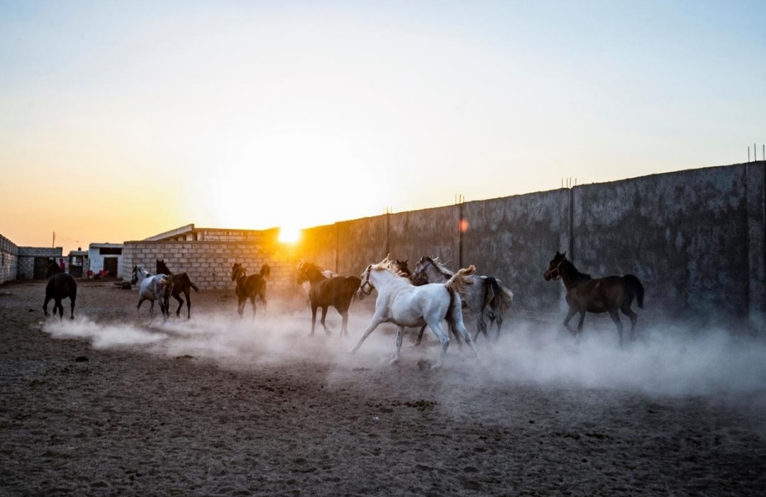 القنيطرة تحافظ على سلالات الخيل العربي