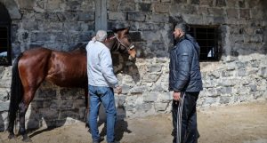 تربية الخيول العربية في القنيطرة ليست نشاطاً اقتصادياً منفصلاً عن البيئة المحيطة