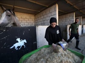خيول تحت التهديد في الأغوار