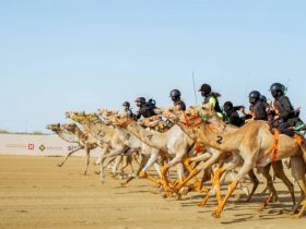 الطائف تستضيف منتدى يناقش حضور الهجن في التراث والإعلام