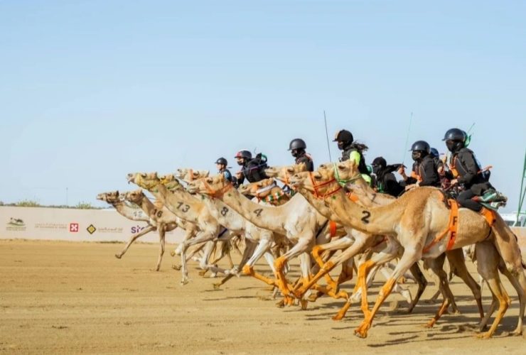 الطائف تستضيف منتدى يناقش حضور الهجن في التراث والإعلام