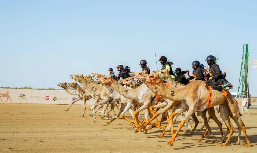 الطائف تستضيف منتدى يناقش حضور الهجن في التراث والإعلام