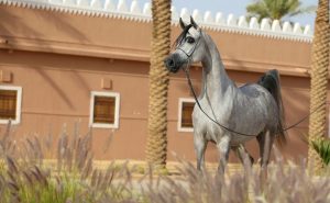 الخيل العربية الأصيلة