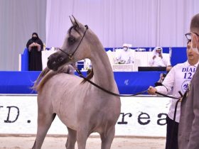 مربطا دبي والبداير يحصدان 7 كؤوس في براغ
