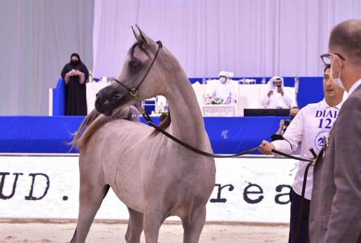 مربطا دبي والبداير يحصدان 7 كؤوس في براغ