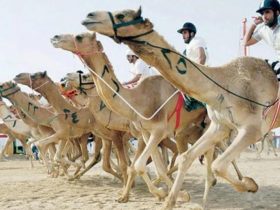 منتدى الطائف يفتح ملف الهجن بين الموروث الثقافي والإعلام الحديث
