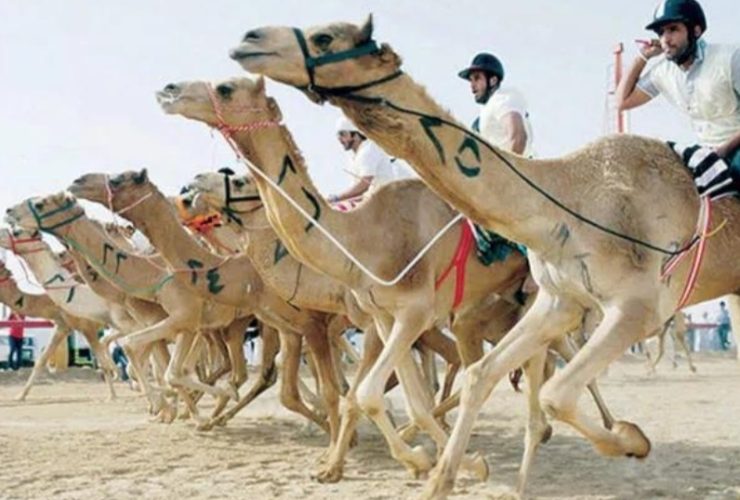 منتدى الطائف يفتح ملف الهجن بين الموروث الثقافي والإعلام الحديث