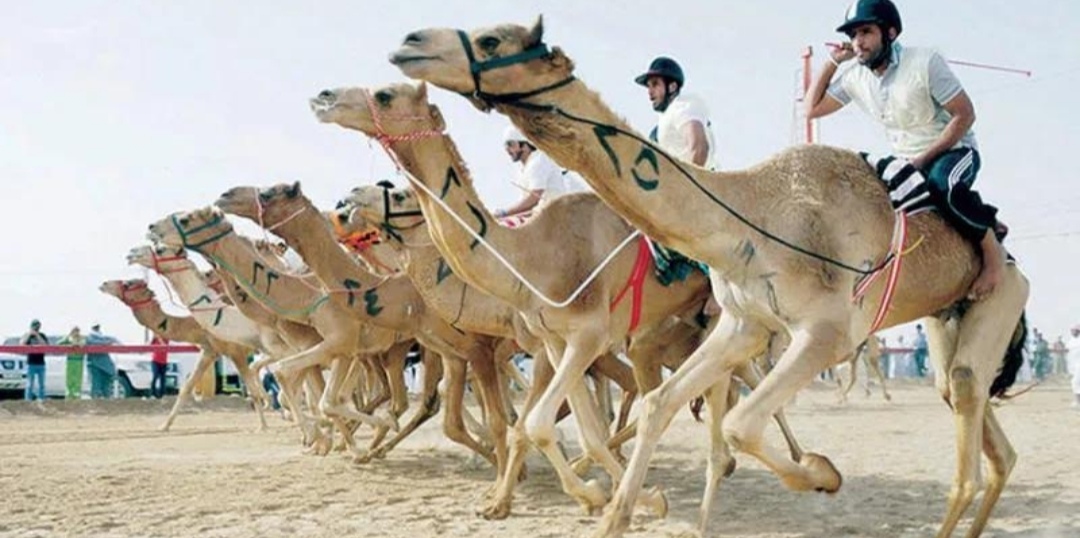 منتدى الطائف يفتح ملف الهجن بين الموروث الثقافي والإعلام الحديث