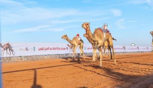 30.4 مليون ريال ترفع سقف المنافسة في مهرجان ولي العهد للهجن بالطائف
