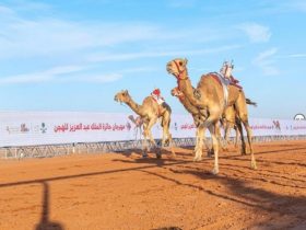 هجن الشحانية تفرض حضورها