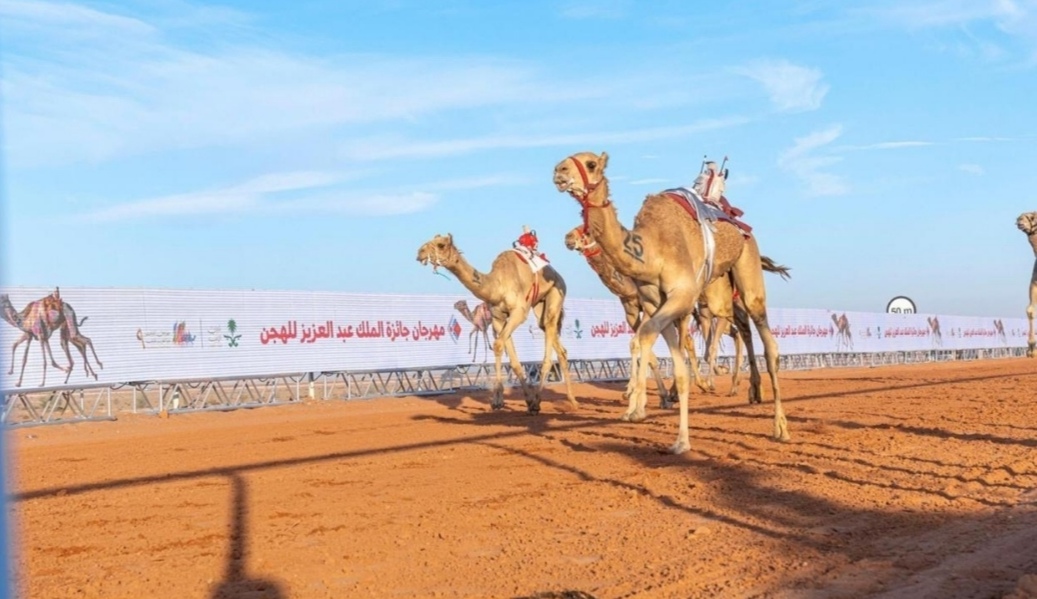 هجن الشحانية تفرض حضورها