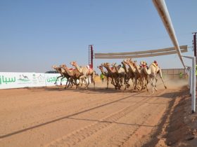 حائل تفتح موسمًا جديدًا لسباقات الهجن