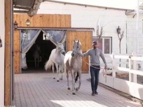 23 حصانًا من مزرعة نجل عالية
