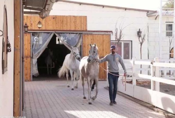 23 حصانًا من مزرعة نجل عالية