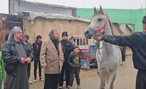 يأتي المزاد بعد نحو شهرين من مداهمة الموقع الذي وُجدت فيه الخيول