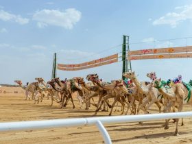 مهرجان ولي العهد للهجن 2026