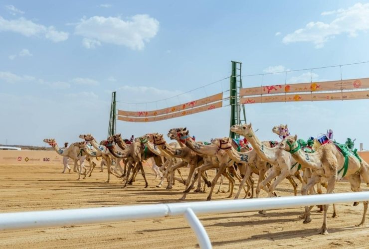 مهرجان ولي العهد للهجن 2026