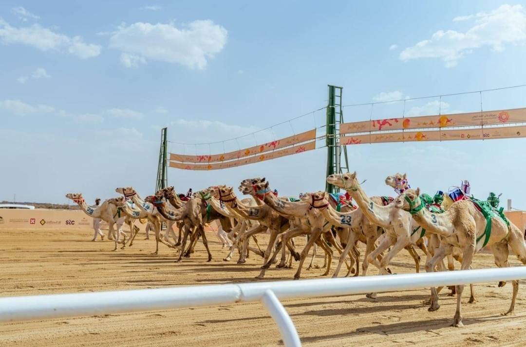 مهرجان ولي العهد للهجن 2026