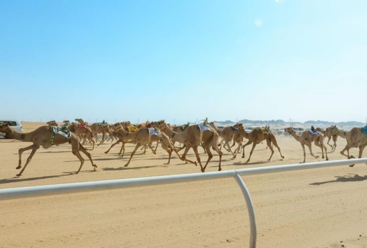 سباق جديد للهجن في نجران