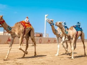 تذاكر مهرجان ولي العهد للهجن تبدأ من 10 ريالات