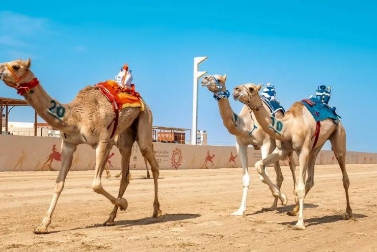 تذاكر مهرجان ولي العهد للهجن تبدأ من 10 ريالات
