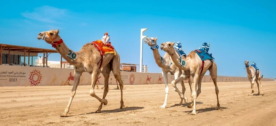 تذاكر مهرجان ولي العهد للهجن تبدأ من 10 ريالات