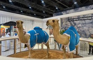 تحتل الإبل موقعًا خاصًا في أبحاث المركز