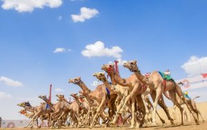 سباقات الهجن