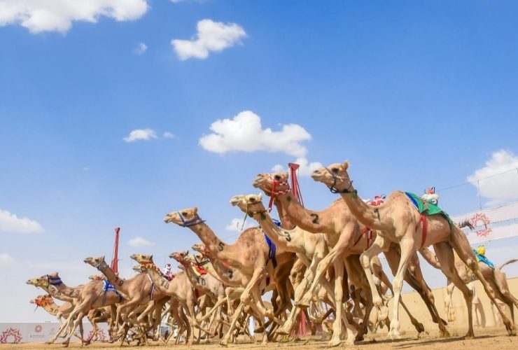 سباقات الهجن